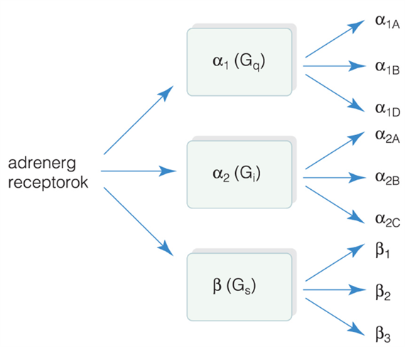 Adrenerg receptorok (adrenoceptorok)