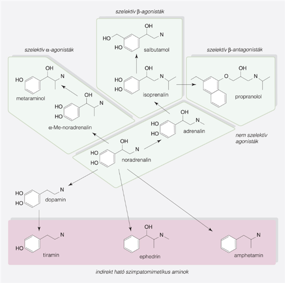 Szimpatomimetikumok (α- és β-receptor-agonisták)
