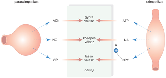 11. Non-adrenerg, non-kolinerg transzmisszió. Az adenozin és a nitrogén-monoxid szerepe a transzmisszióban