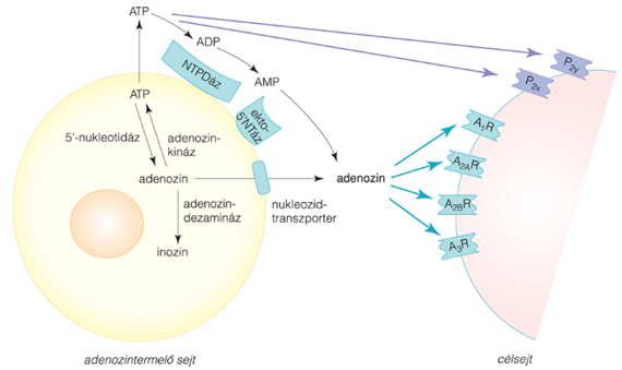 Adenozin-trifoszfát (ATP)