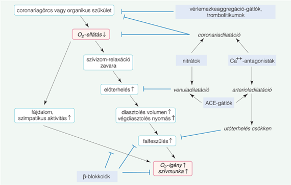 13. Ischaemiás szívbetegségben ható szerek
