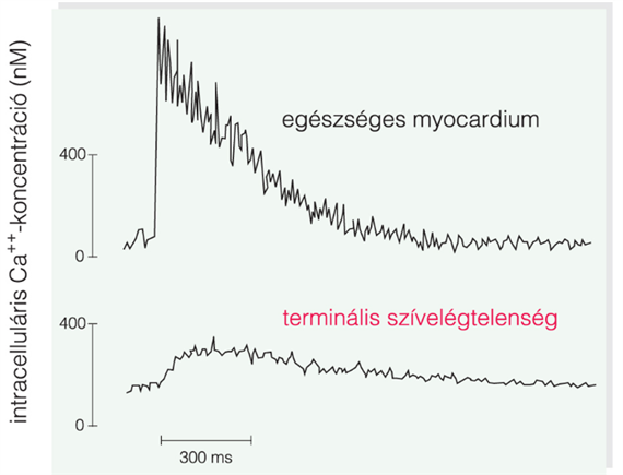 Hatásmechanizmus