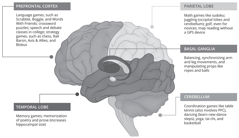 Diagram of a brain with regions labeled. Each region has associated activities listed. Prefrontal cortext: Language games, such as Scrabble, Boggle, and Words With Friends; crossword puzzles; speech and debate classes in college; strategy games, such as chess, Rail Baron, Axis and Allies, and Blokus. Temporal lobe: Memory games; memorization of poetry and prose (increases hippocampal size). Basal ganglia: Balancing, synchronizing arm and leg movements, and manipulating props like ropes and balls. Parietal lobe: Math games like sodoku; juggling (occipital lobes and cerebellum); golf, even for novices; map reading without a GPS device. Cerebellum: Coordination games like table tennis (also involves PFC), dancing (learn new dance steps), yoga, tai chi, and basketball.