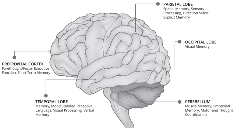 Diagram of a side view of the brain with the regions labeled. The regions from front to back: Prefrontal cortext in the center (forethought/focus, executive function, short-term memory). Temporal lobe at the bottom (memory, mood stability, receptive language, visual processing, verbal memory). Parietal lobe at the top (spatial memory, sensory processing, direction sense, explicit memory). Cerebellum at the bottom (muscle memory, emotional memory, motor and thought coordination). Occipital lobe in the center (visual memory).