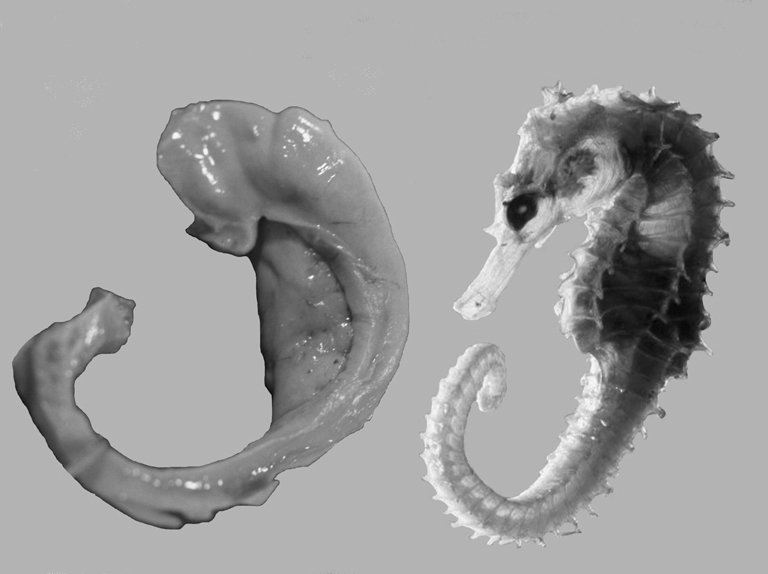 Photos of a hippocampus and a seahorse showing their similar shapes.