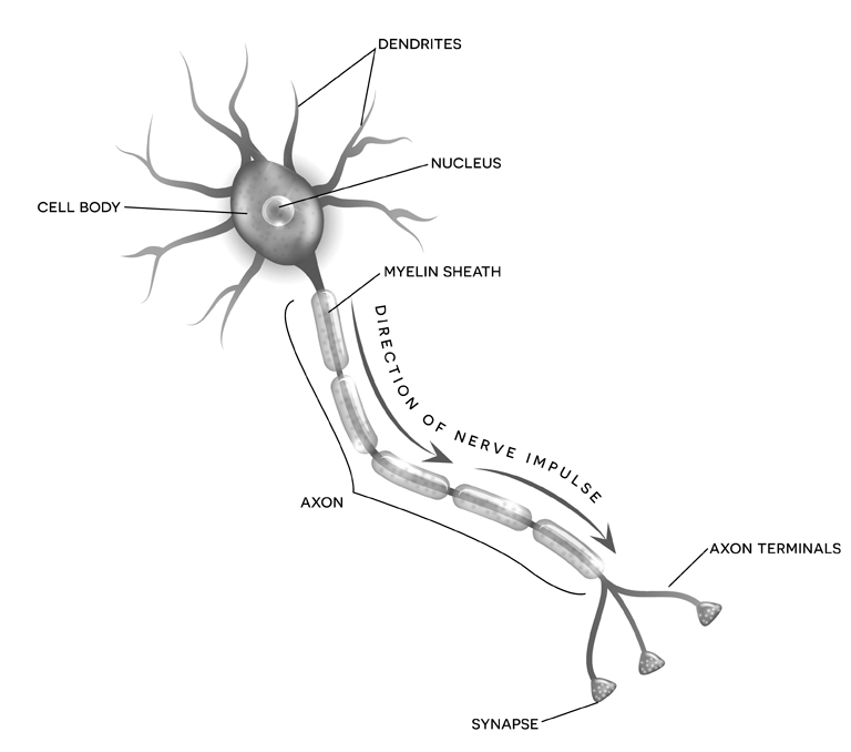 Diagram of a neuron with the following parts labeled: the round cell body, the round nucleus inside it, dendrites branching out from the cell body, the longer axon extending from it like a tail, the myelin sheath like a tube around the axon, the direction of nerve impulse away from the cell body down the axon, the axon terminals branching out from the end of the axon, and a cone-shaped synapse at the end of an axon terminal.