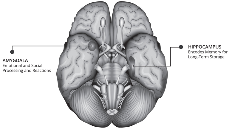 Diagram of the brain's underside with the amygdala and hippocampus labeled. The amygdala is toward the front of the temporal lobe and is associated with emotional and social processing and reactions. The hippocampus is behind it and encodes memory for long-term storage.