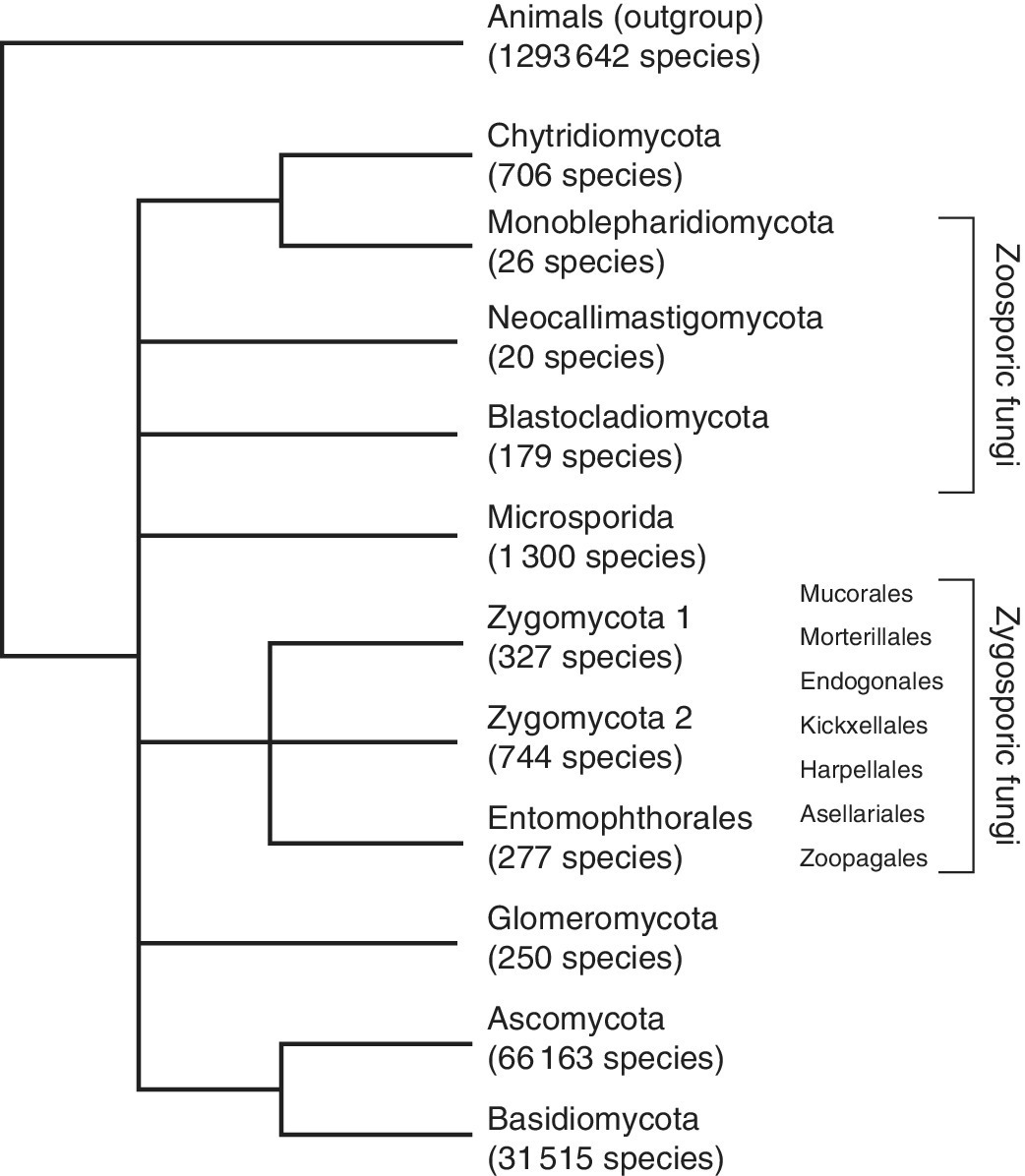 Tree diagram of fungal phyla and approximate number of species in each group indicating that microsporidians as fungi and zoosporic and zygosporic fungi not supported as monophyletic.