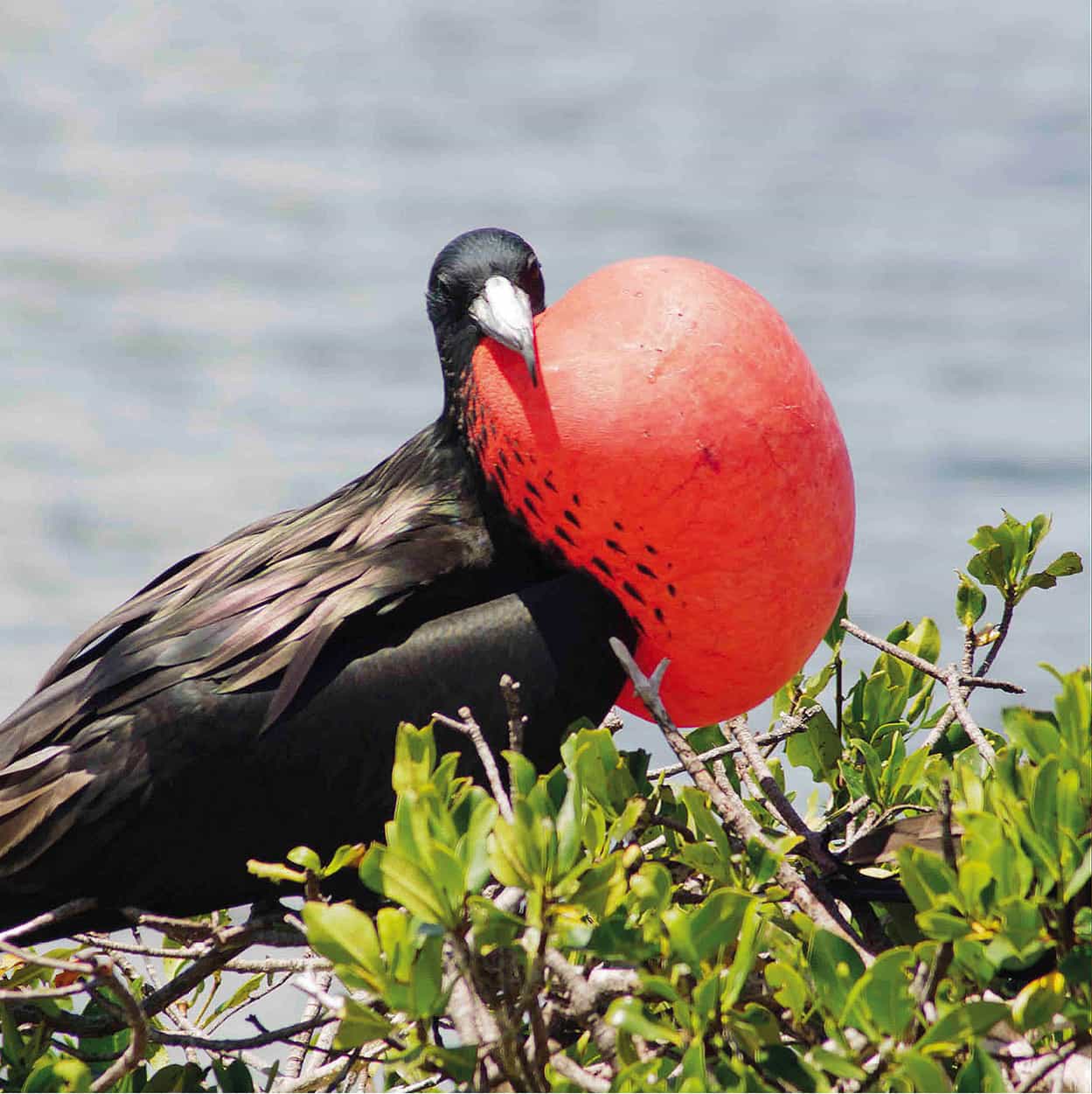 frigate_bird_male_Antigua_EC.jpg