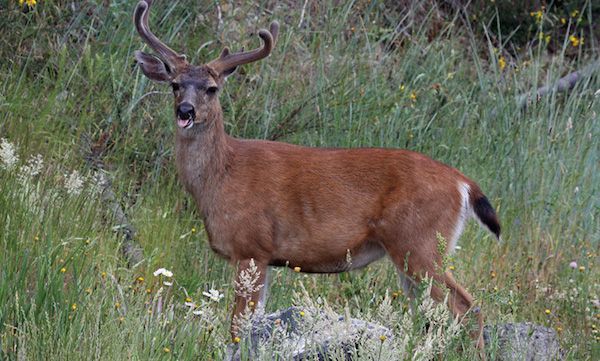 Deer in field