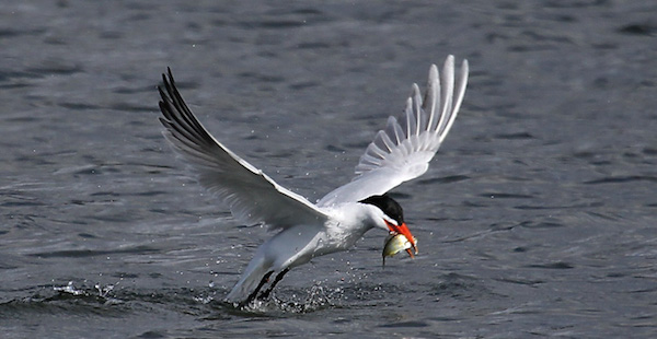 Caspian tern picking up a small fish from water