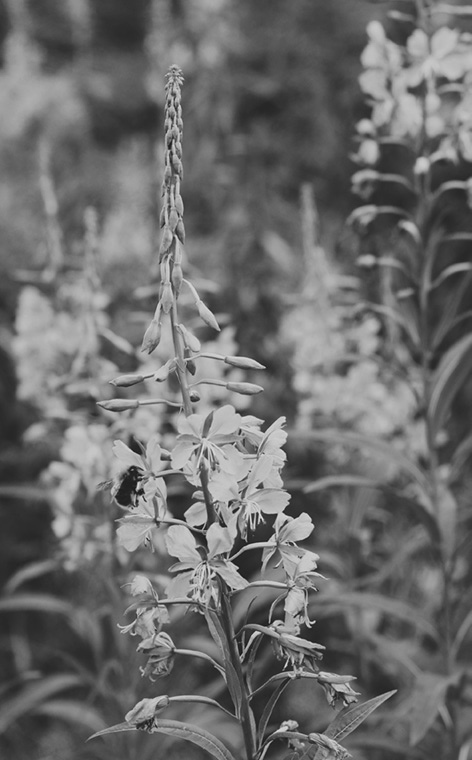 37-fireweed_Final.tif