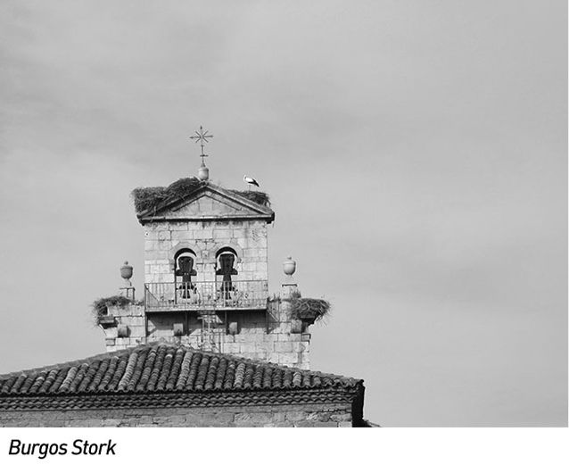 Day-10-%231-Burgos-Stork.jpg