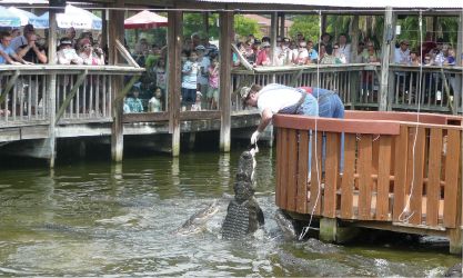 p231-Gatorland.jpg