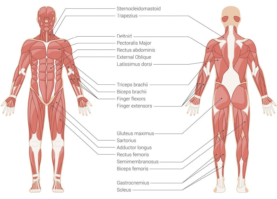 body-map.jpg