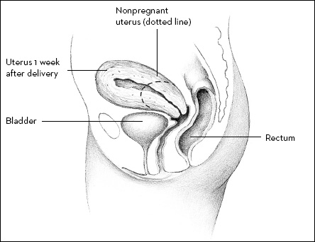 Your uterus shrinks a great deal after delivery. This illustration compares a nonpregnant uterus with a uterus 1 week after birth