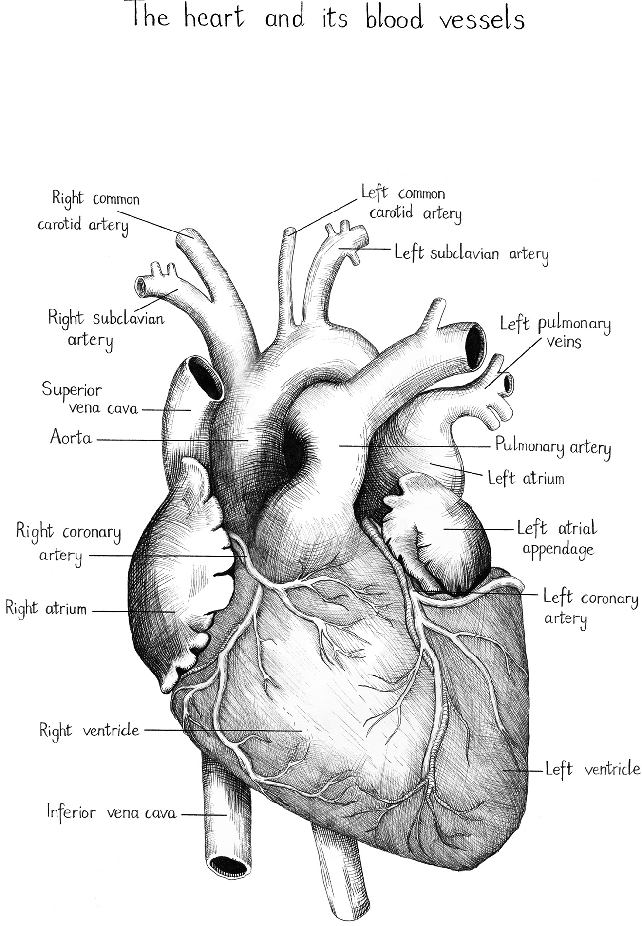 The heart and its blood vessels