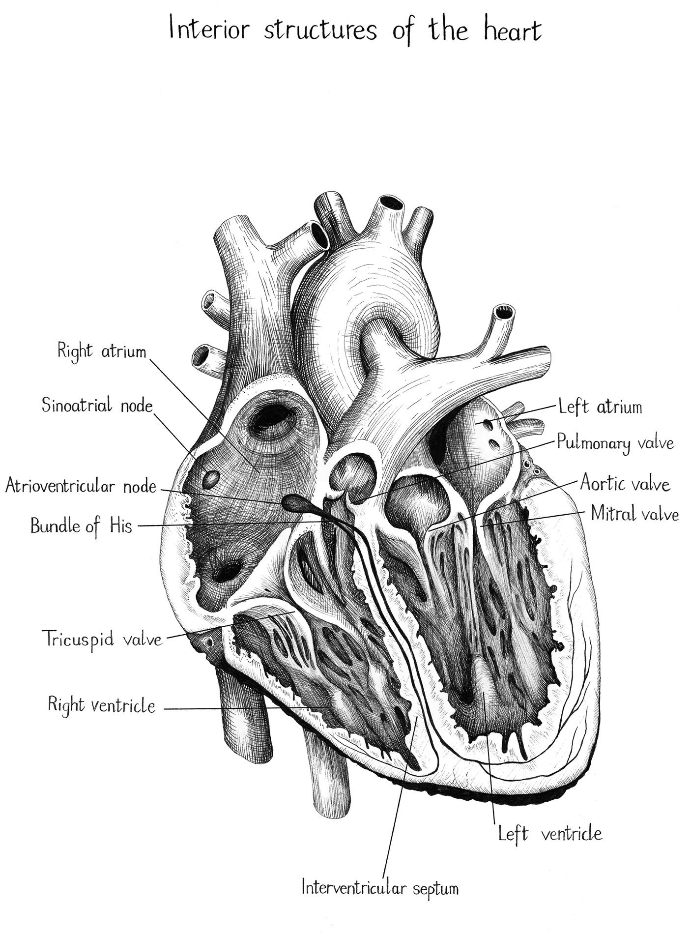 Interior structures of the heart