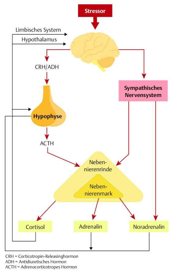 Körperliche Stressreaktion.