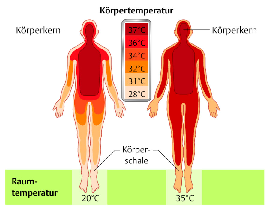 Temperatur von Körperkern und Körperschale.