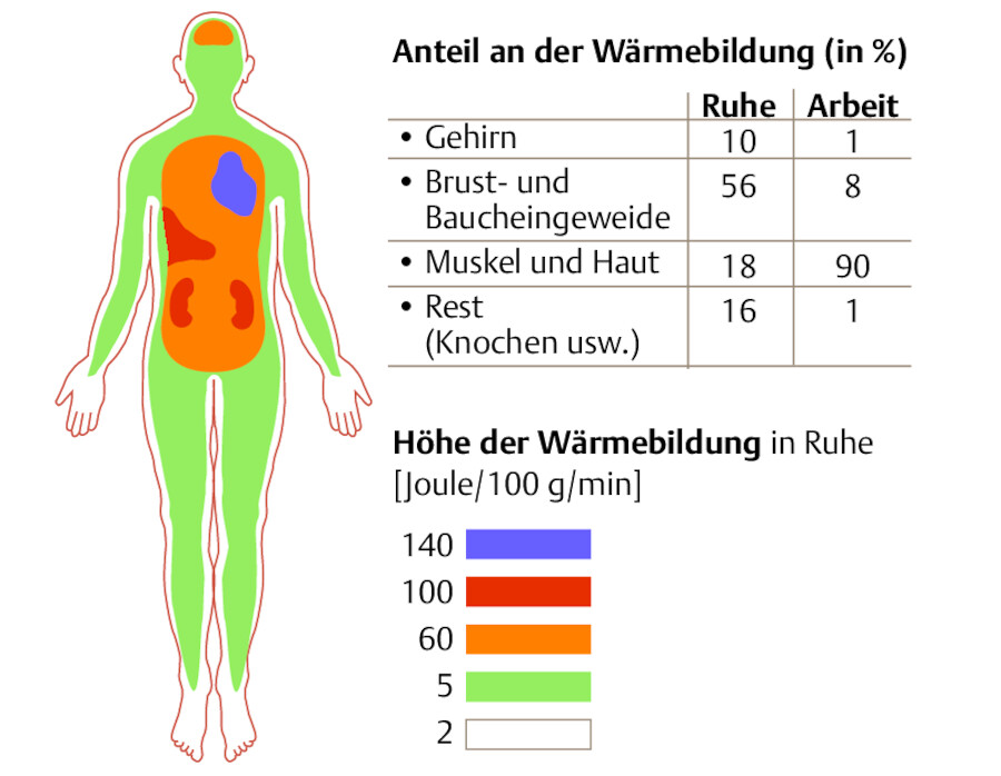 Orte der Wärmebildung (nach Silbernagl u. Despopoulos).