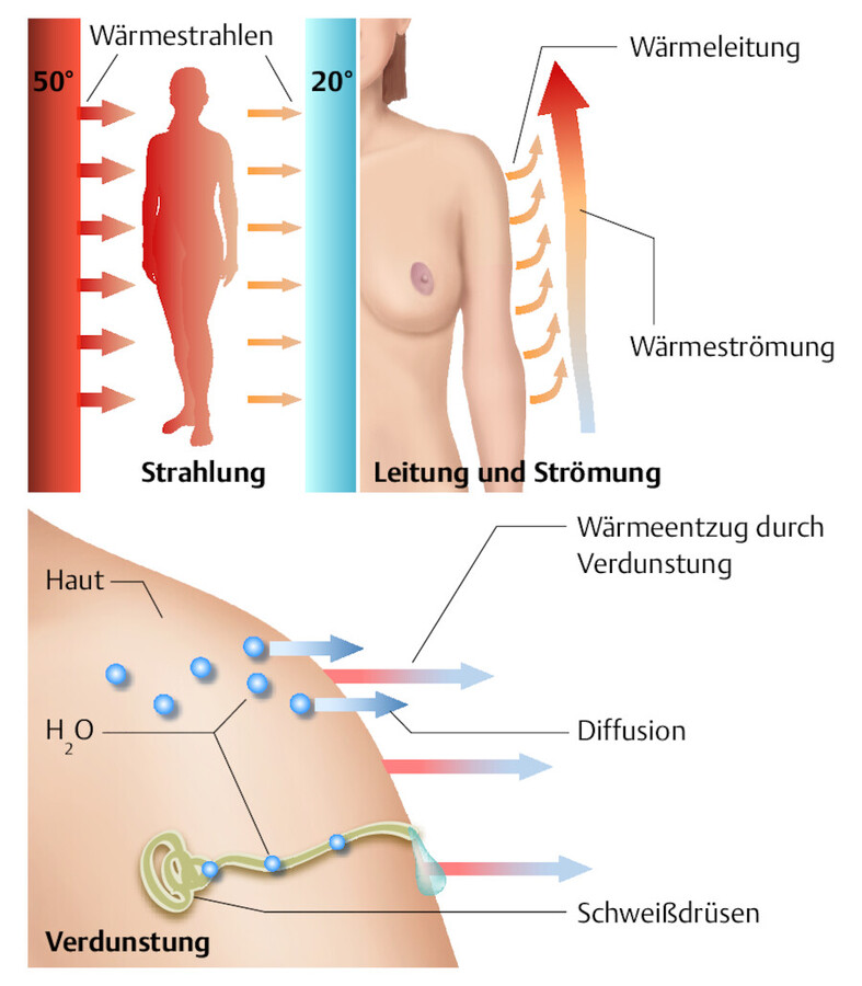 Mechanismen der Wärmeabgabe (nach Silbernagl u. Despopoulos 2012).