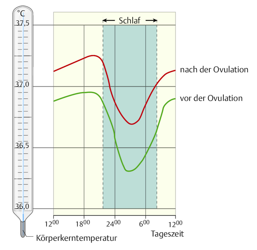 Tageszeitliche Schwankungen der Körpertemperatur.