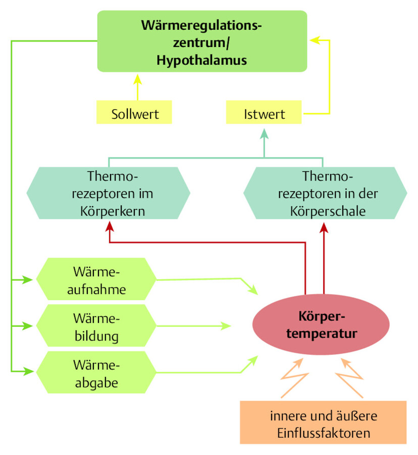 Modell der Wärmeregulation.