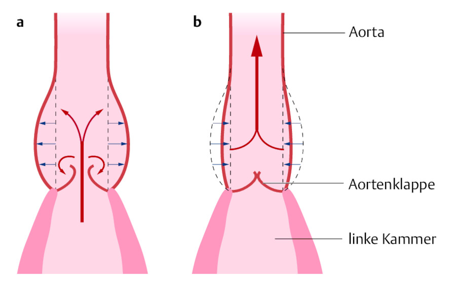 Windkesselfunktion der Aorta.