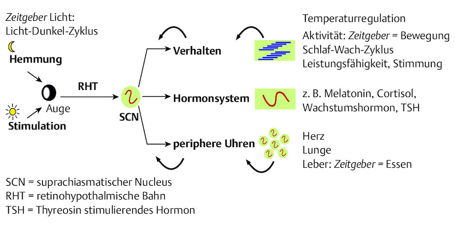 Zirkadianes System des Menschen (nach Foster 2004).