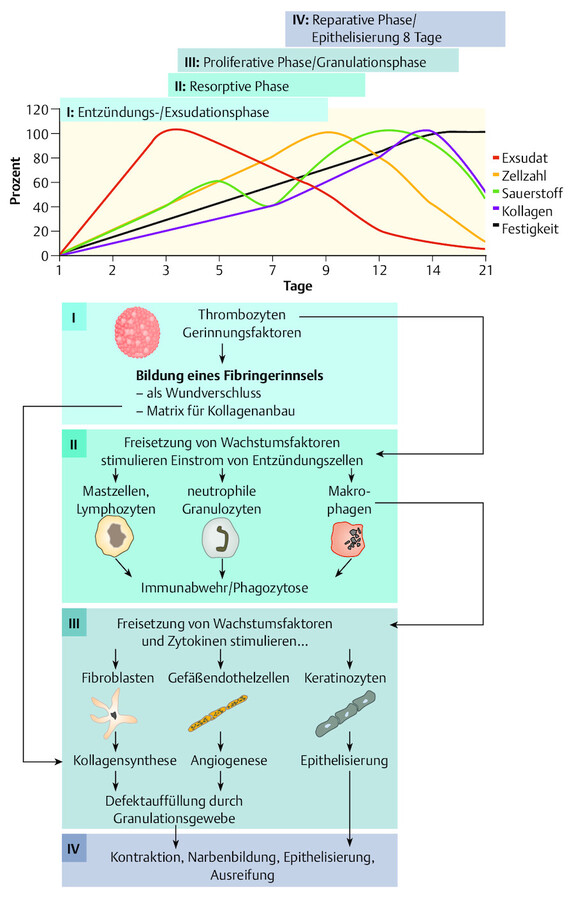 Phasen der Wundheilung.