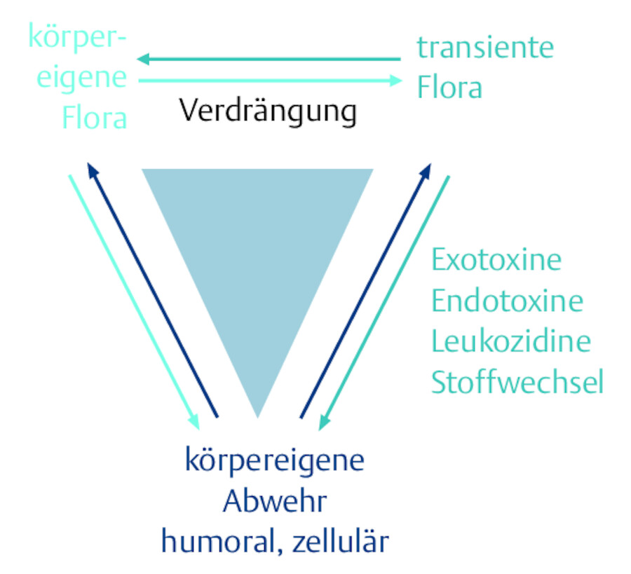 Mikrobiologie der Wunde – eine empfindliche Balance (nach Schwarzkopf 2007).