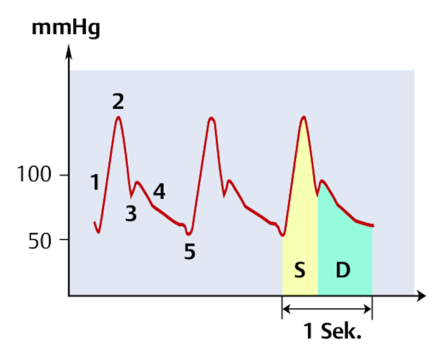 Arterielle Druckkurve und Bedeutung der Anteile.