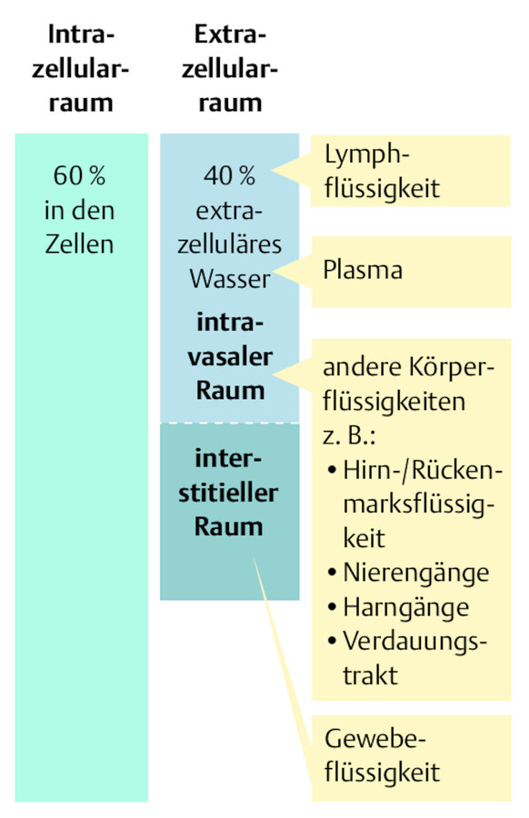 Flüssigkeitsräume und die Verteilung des Wassers im Körper eines Erwachsenen (nach Solomon).