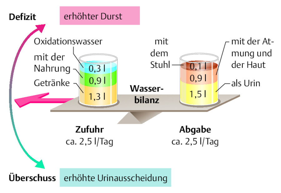 Flüssigkeitsaufnahme und -abgabe.