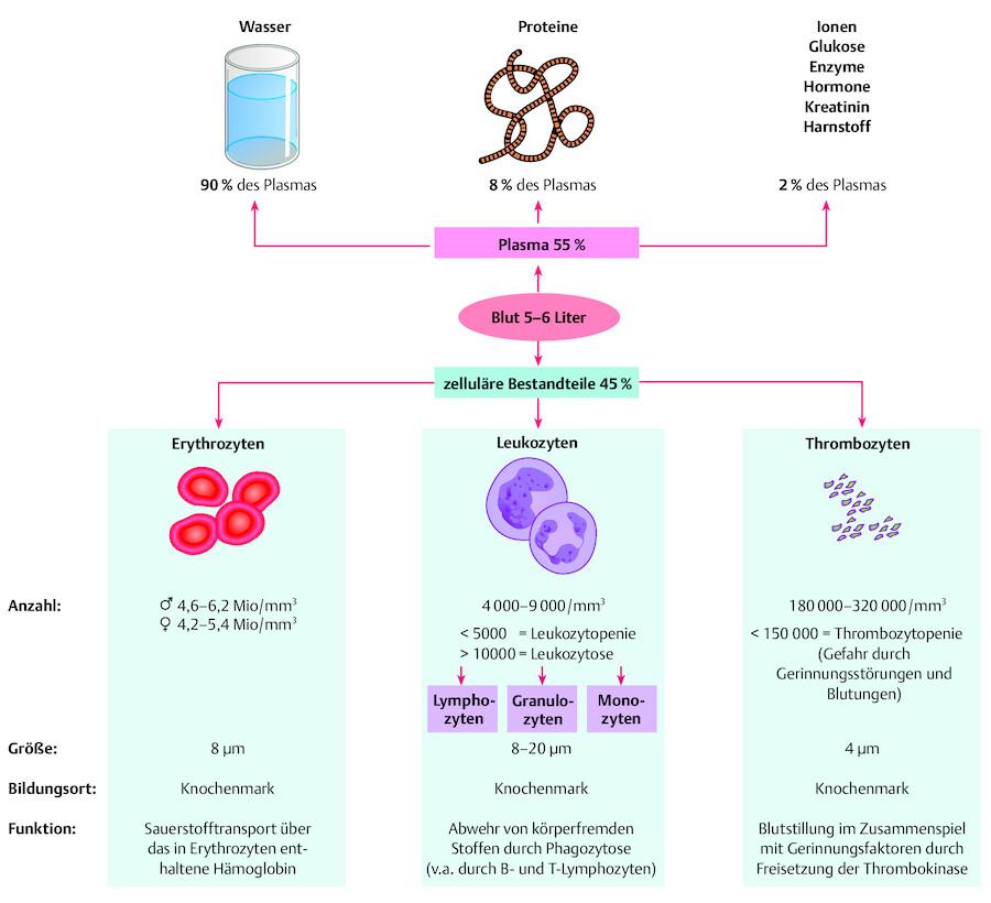 Blutzusammensetzung.