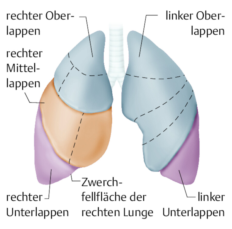 Aufbau der Lunge.