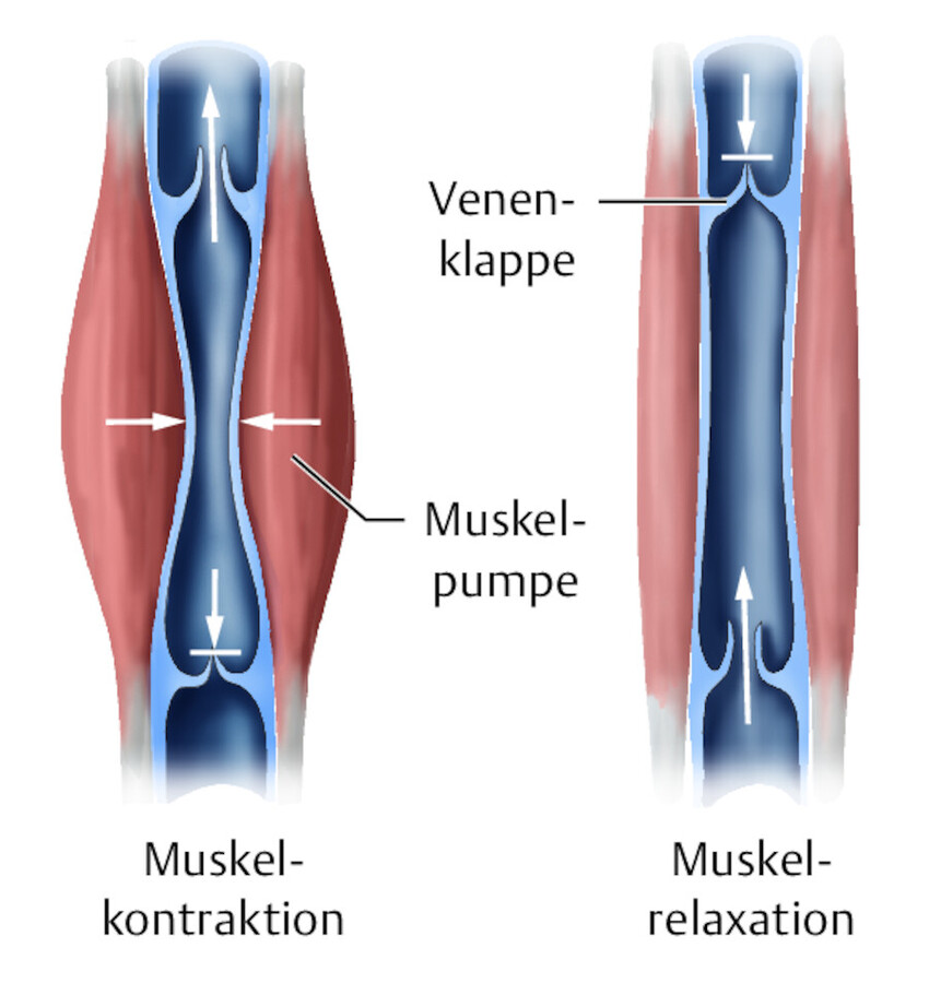 Prinzip der Muskelpumpe.