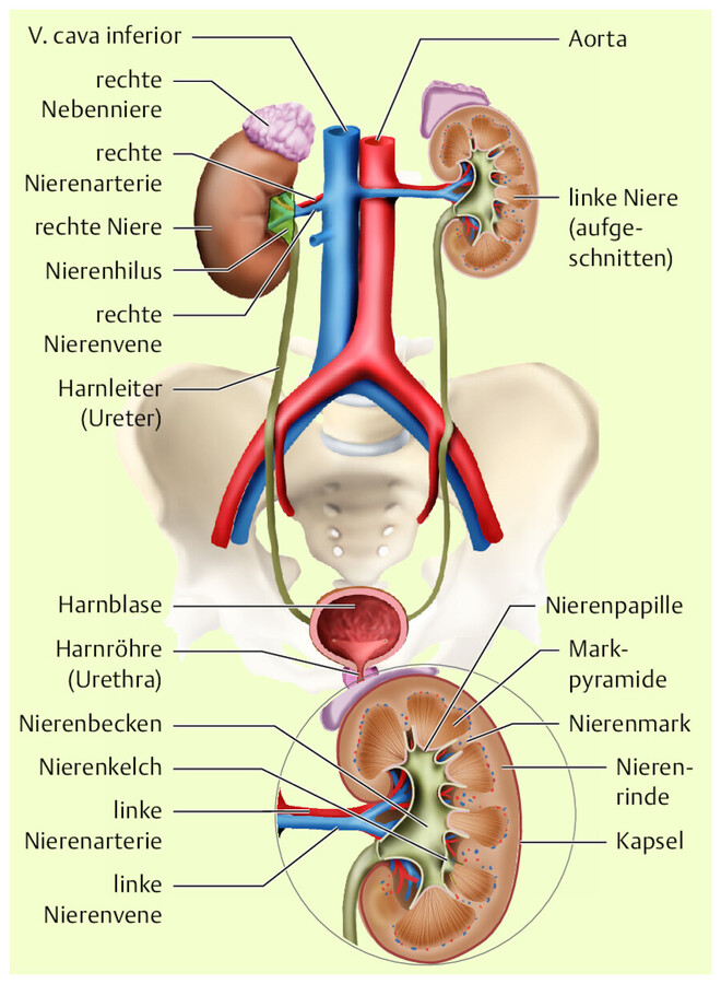 Anatomie der Niere und der ableitenden Harnwege.