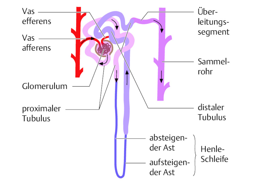 Ein Nephron ist die kleinste Funktionseinheit zur Filtration und Resorption des Urins.