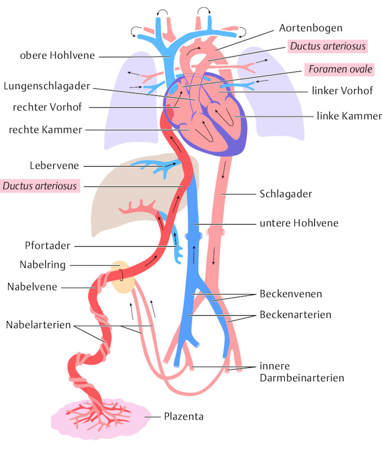 Fetaler Kreislauf.