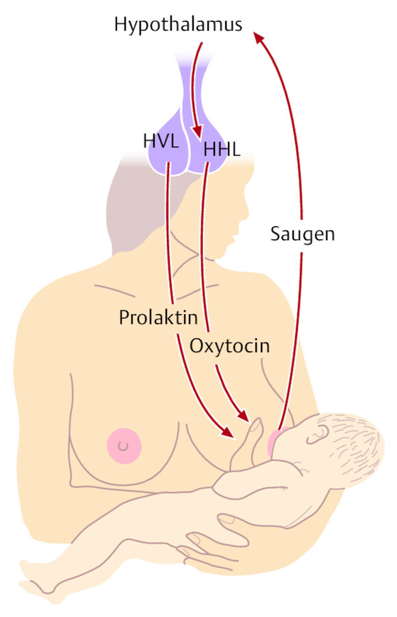 Hormonale Reflexe durch den Saugreiz.