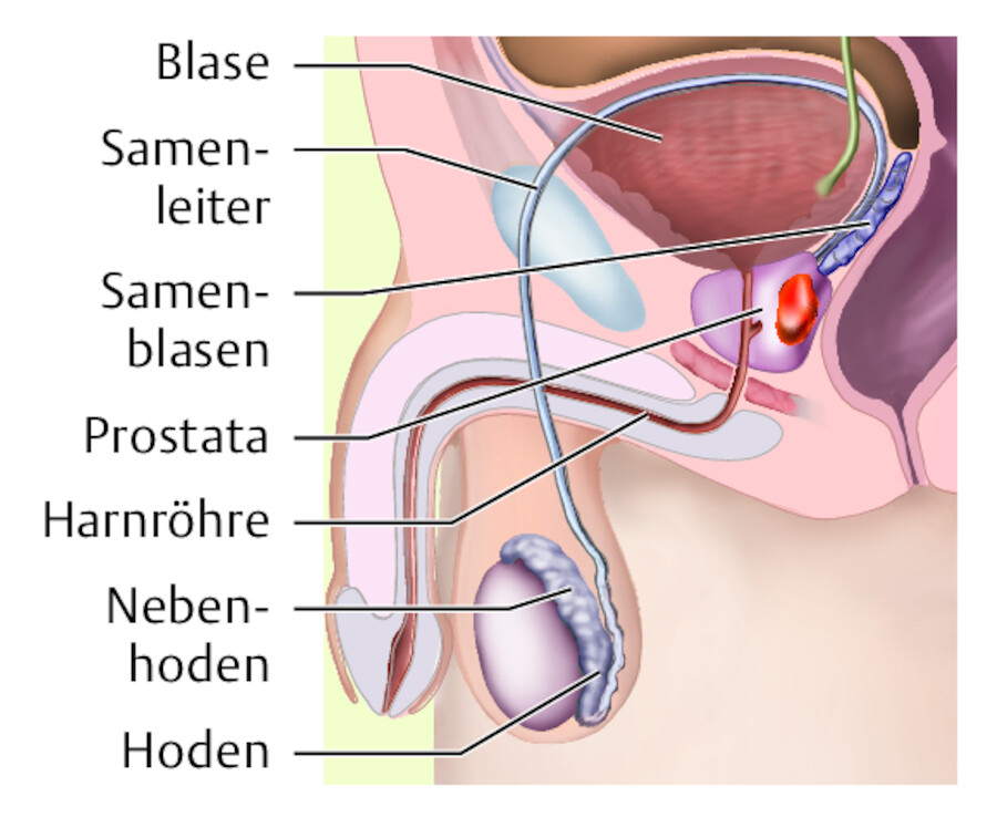 Übersicht über die männlichen Geschlechtsorgane.