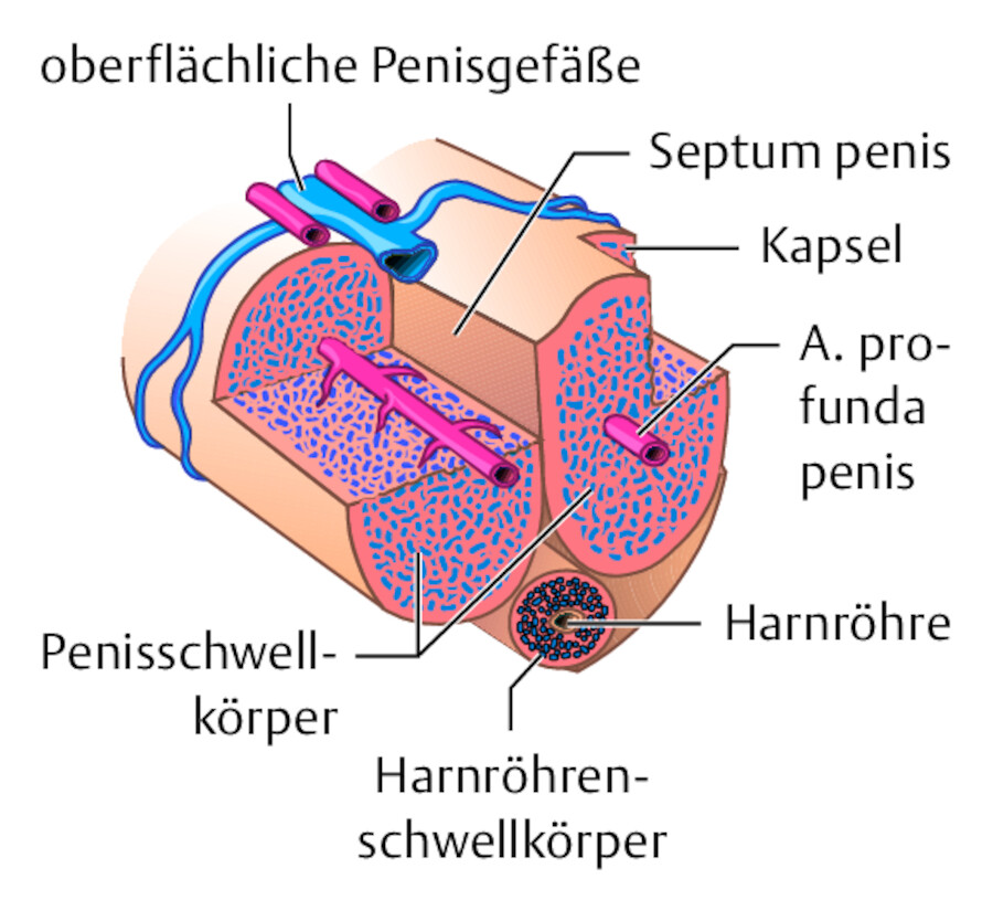 Schwellkörper am Penis.