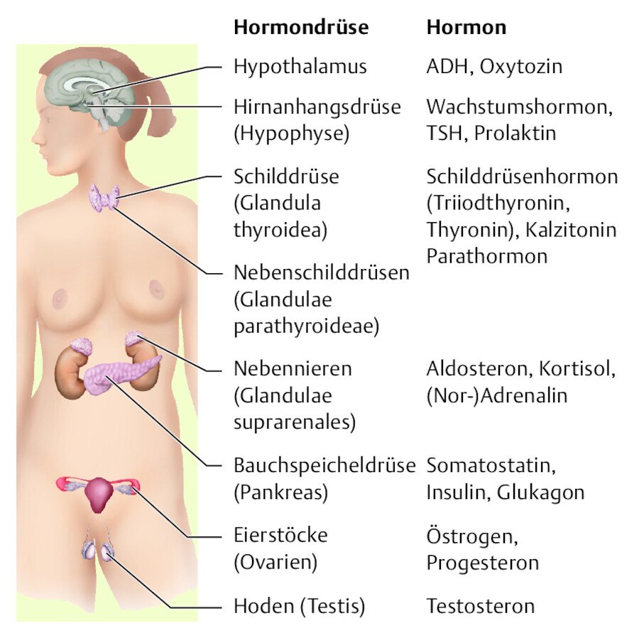 Endokrine Drüsen.