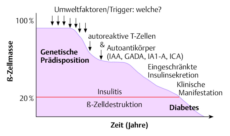 Verlauf des Diabetes mellitus Typ 1.