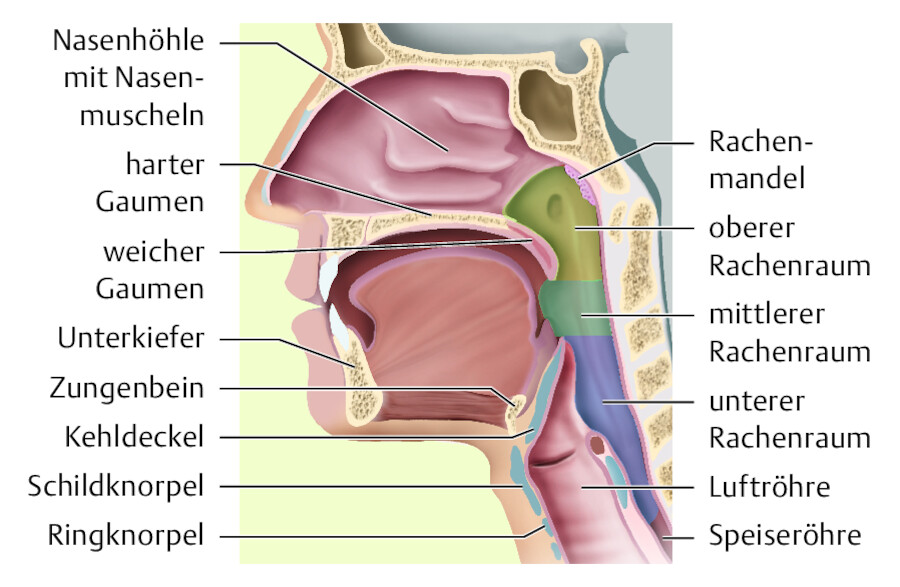 Der Rachenraum schließt sich an die Nasenhöhle an.