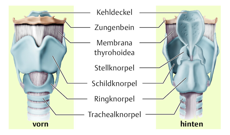 Die Kehlkopfknorpel bestehen aus Schildknorpel, Kehldeckelknorpel, Ringknorpel und 2 Stellknorpeln.