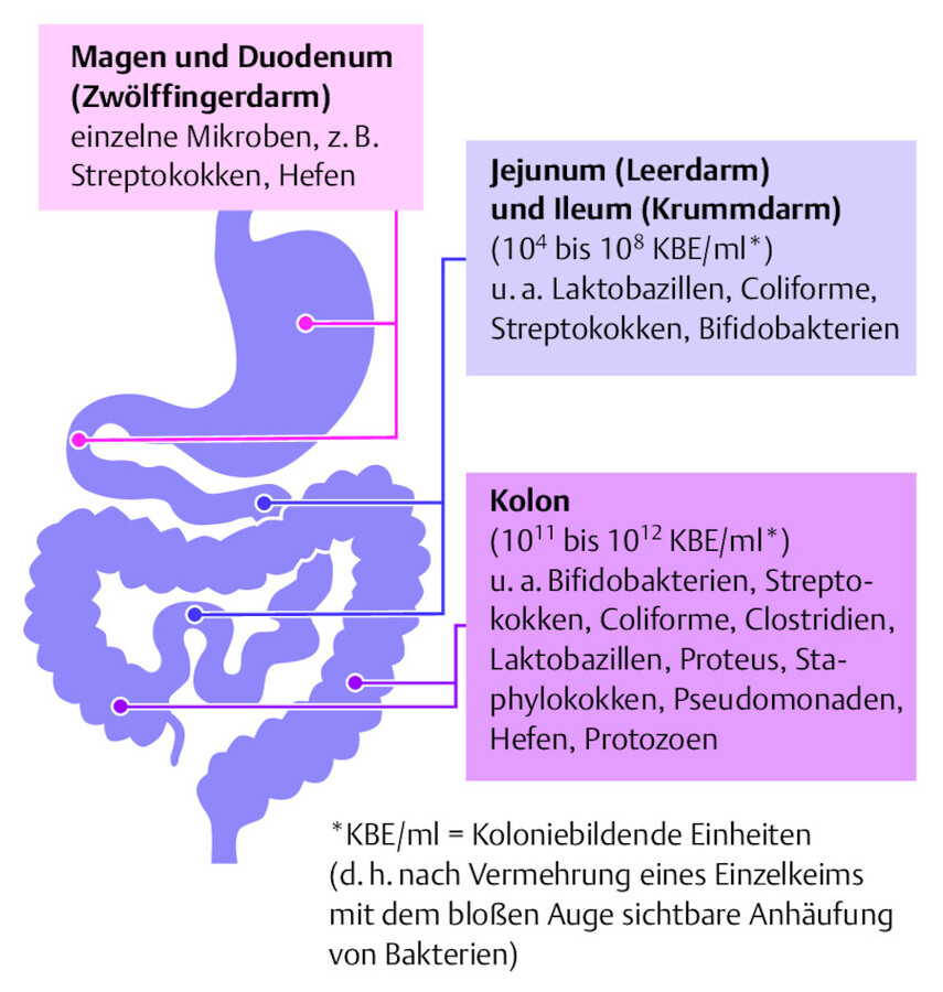 Physiologische Besiedlung des Magen-Darm-Trakts.