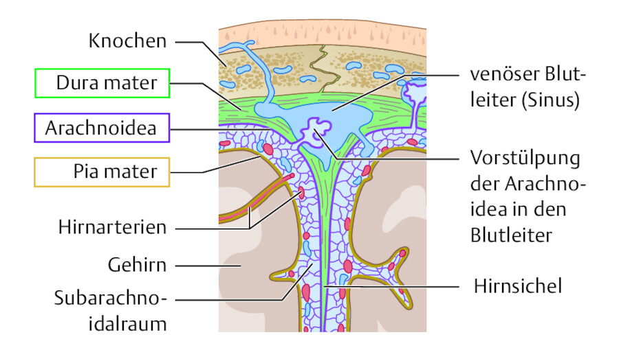 Die Hirnhäute und die Zwischenräume von außen (Schädel) nach innen (Gehirn).